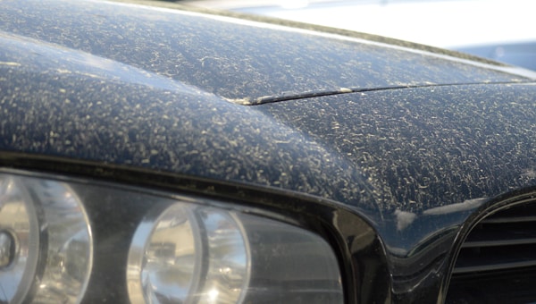 Pesky Pollen
